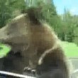 Yellowstone: orso si avvicina all'auto e terrorizza i turisti, ma...