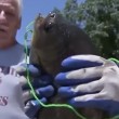VIDEO YouTube. Pacu da Amazzonia a Usa: pesce "mangia testicoli" a Philadelphia7