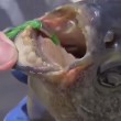 VIDEO YouTube. Pacu da Amazzonia a Usa: pesce "mangia testicoli" a Philadelphia3