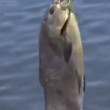 VIDEO YouTube. Pacu da Amazzonia a Usa: pesce "mangia testicoli" a Philadelphia5
