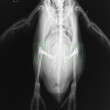Anche i pinguini hanno le ginocchia: si trovano sotto le piume02
