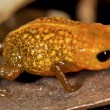 Amazzonia, scoperte 7 rane piccolissime più letali del cianuro FOTO02