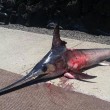 Hawaii, pescatore muore infilzato da un pesce spada