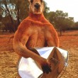 Roger, il canguro palestrato: 89 kg di muscoli per 2 metri di altezza05
