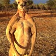 Roger, il canguro palestrato: 89 kg di muscoli per 2 metri di altezza01