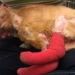 VIDEO YouTube - Russell, gatto infermiere: aiuta gli animali in clinica FOTO8