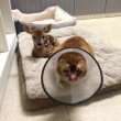 VIDEO YouTube - Russell, gatto infermiere: aiuta gli animali in clinica FOTO5
