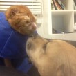 VIDEO YouTube - Russell, gatto infermiere: aiuta gli animali in clinica FOTO2