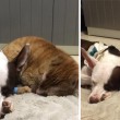 VIDEO YouTube - Russell, gatto infermiere: aiuta gli animali in clinica FOTO
