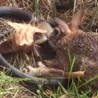 VIDEO YouTube. Mamma coniglio combatte col serpente per difendere cuccioli2