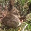VIDEO YouTube. Mamma coniglio combatte col serpente per difendere cuccioli3