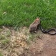 VIDEO YouTube. Mamma coniglio combatte col serpente per difendere cuccioli4