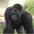 Shabani, il gorilla sexy che piace alle giapponesi FOTO 3