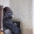 Shabani, il gorilla sexy che piace alle giapponesi FOTO 4