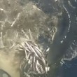 VIDEO YouTube: Cinque Terre, squalo azzurro attacca barca e ruba sacco di acciughe 01