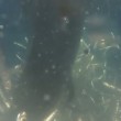 VIDEO YouTube: Cinque Terre, squalo azzurro attacca barca e ruba sacco di acciughe 02