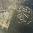 VIDEO YouTube: Cinque Terre, squalo azzurro attacca barca e ruba sacco di acciughe 03