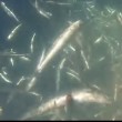 VIDEO YouTube: Cinque Terre, squalo azzurro attacca barca e ruba sacco di acciughe 04