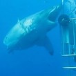 VIDEO YouTube: sub esce dalla gabbia di protezione e tocca enorme squalo bianco2