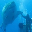 VIDEO YouTube: sub esce dalla gabbia di protezione e tocca enorme squalo bianco5