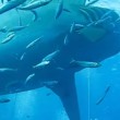 VIDEO YouTube: sub esce dalla gabbia di protezione e tocca enorme squalo bianco6