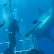 VIDEO YouTube: sub esce dalla gabbia di protezione e tocca enorme squalo bianco7