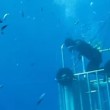 VIDEO YouTube: sub esce dalla gabbia di protezione e tocca enorme squalo bianco3