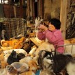 Festival di Yulin, pensionata cinese salva 100 cani pronti per essere mangiati