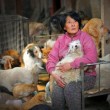 Festival di Yulin, pensionata cinese salva 100 cani pronti per essere mangiati 2