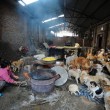 Festival di Yulin, pensionata cinese salva 100 cani pronti per essere mangiati 4
