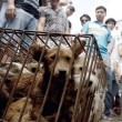 Festival di Yulin, pensionata cinese salva 100 cani pronti per essere mangiati 5