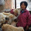 Festival di Yulin, pensionata cinese salva 100 cani pronti per essere mangiati 2 3