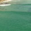 Australia, squalo nuota verso surfisti. Elicottero della tv li avverte94