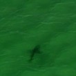 Australia, squalo nuota verso surfisti. Elicottero della tv li avverte