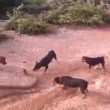 VIDEO YouTube - Cinque cani contro un cobra reale di 3 metri 01