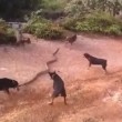 VIDEO YouTube - Cinque cani contro un cobra reale di 3 metri 04