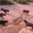 VIDEO YouTube - Cinque cani contro un cobra reale di 3 metri 02