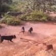VIDEO YouTube - Cinque cani contro un cobra reale di 3 metri 03