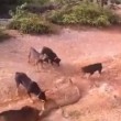 VIDEO YouTube - Cinque cani contro un cobra reale di 3 metri 05