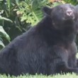 Florida, orso bruno mangia 10 kg di cibo per cani e si addormenta nel giardino