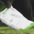 Florida, orso bruno mangia 10 kg di cibo per cani e si addormenta nel giardino2