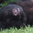 Florida, orso bruno mangia 10 kg di cibo per cani e si addormenta nel giardino9