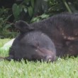 Florida, orso bruno mangia 10 kg di cibo per cani e si addormenta nel giardino8