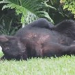 Florida, orso bruno mangia 10 kg di cibo per cani e si addormenta nel giardino7