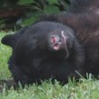 Florida, orso bruno mangia 10 kg di cibo per cani e si addormenta nel giardino6