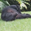 Florida, orso bruno mangia 10 kg di cibo per cani e si addormenta nel giardino5