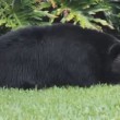 Florida, orso bruno mangia 10 kg di cibo per cani e si addormenta nel giardino4