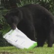 Florida, orso bruno mangia 10 kg di cibo per cani e si addormenta nel giardino3