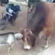 India, capra testa a testa con un toro in strada 4