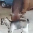 India, capra testa a testa con un toro in strada 3